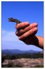 2/lezard (Small).jpg